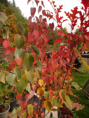 Paw paw_5402 (87).png