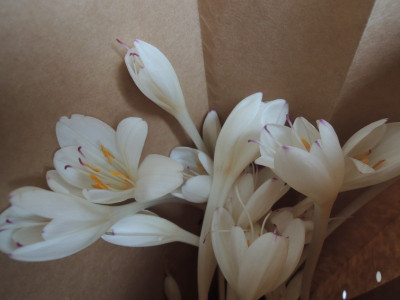 Colchicum 15.JPG