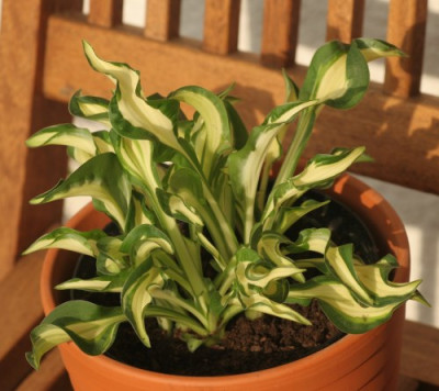 hosta_little_caesar__3257.jpg