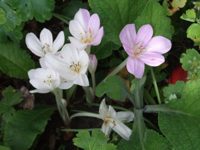 DSCF0394.JPG