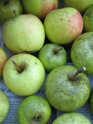 IMG_2719 Äpfel von Sämlingsspalier.jpg