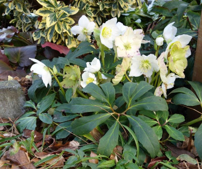 Helleborus-JosefLemper.15-1.jpg