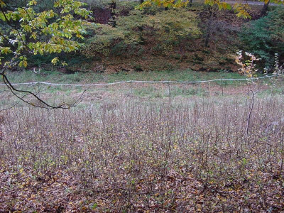 hainbuchennachher.JPG