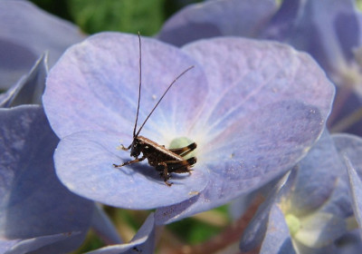Heu-_auf_Horti-10.05.06_003.jpg