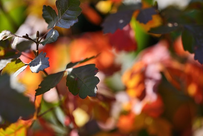 _DSC4930.jpg