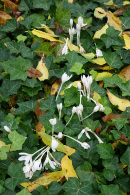 Colchicum_autumnale.15-1.jpg