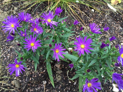 Aster Unbekannt.jpg
