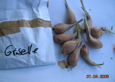 Schalotte_Griselle_v._uwe.jpg