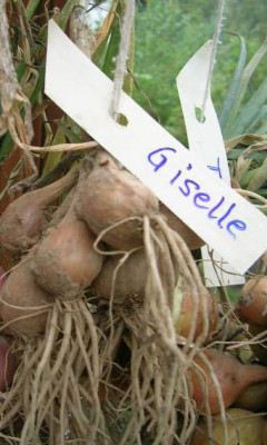 Schalotte_Griselle___od._Giselle.........jpg