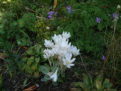 colchicum_atumnale_album_2015-10-03_188.jpg