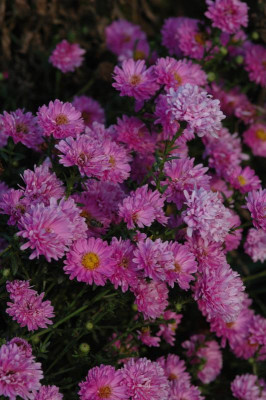 DSC_2167.JPG