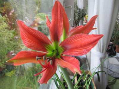 Hippeastrum aulicum 151017.jpg