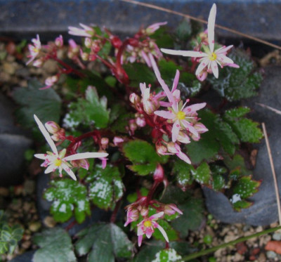 'Pink Haze' ...  17.10.15 009.jpg