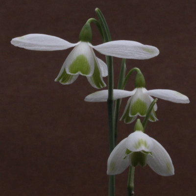 GidW-RUBY'S GEBURTSTAGSBLUMEN.jpg