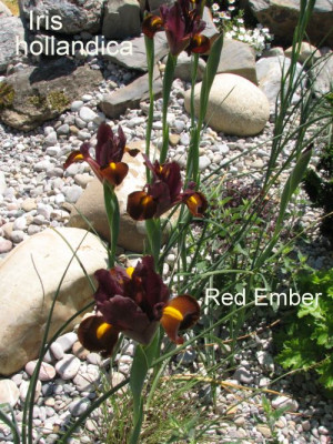 Iris.Holl.RedEmber.jpg