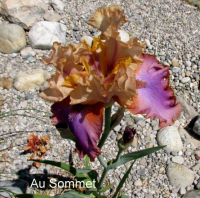 Iris.AuSommetGartenpur.jpg