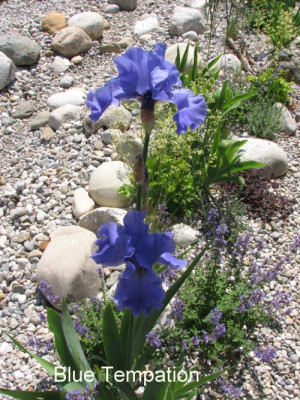 Iris.BlueTemptationGartenpur.jpg