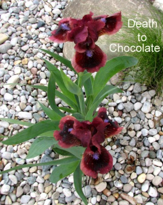 Iris.DeathtoChocolate.jpg