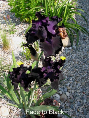 Iris.FadetoBlackGartenpur.jpg