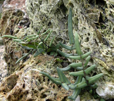 Pellaea_atropurpurea_2006-08-12.JPG