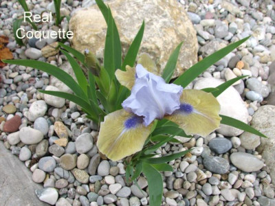 Iris.RealCoquette.jpg