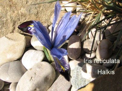 Iris.retic.Halkis.jpg