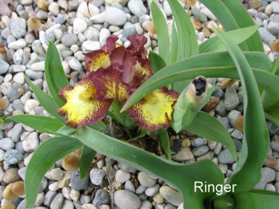 Iris.Ringer.jpg
