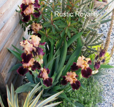 Iris.RusticRoyalityGartenpur.jpg