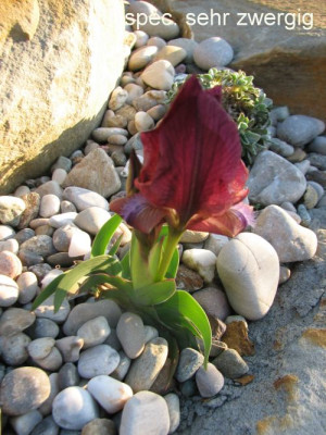 Iris.spec.zwergig.jpg