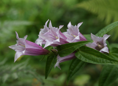 IMG_1710_eGentiana_asclepiadea.JPG