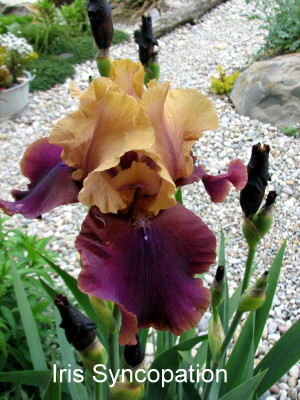 Iris.Syncopation.jpg