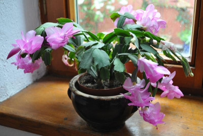 Schlumbergera 1.jpg