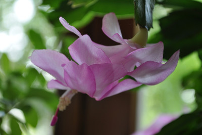 Schlumbergera 2.jpg
