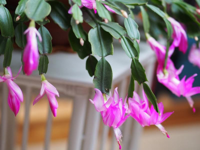 Schlumbergera1.jpg