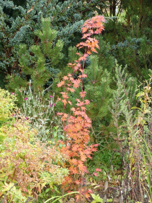 2015-10-18 Acer palmatum 'Autumn Glory'.jpg