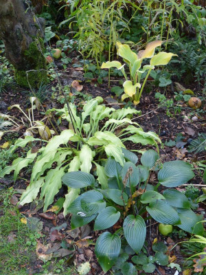 2015-10-18 Hosta 1.jpg