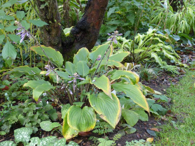 2015-10-18 Hosta 2.jpg