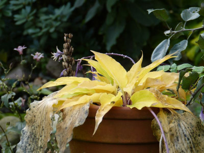 2015-10-18 Hosta 'Frisian Pride'.jpg