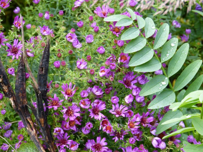 2015-10-18 Aster 'Herbstleuchten'.jpg