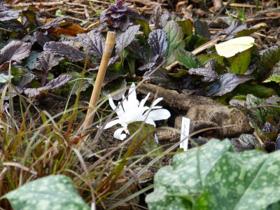 2015-10-18 Colchicum autumnale 'Alboplenum' 1.jpg