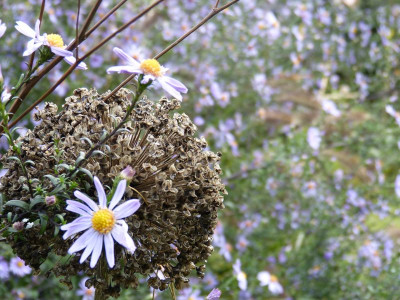 2015-10-18 Gartenimpressionen 1.jpg