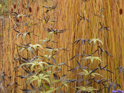 2015-10-18 Gartenimpressionen 3.jpg