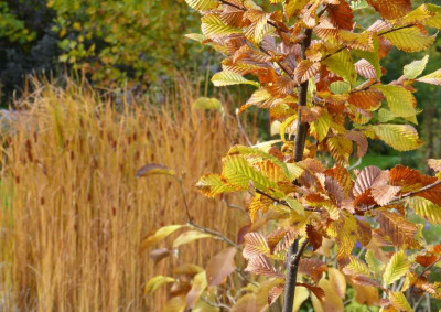 2015-10-18 Gartenimpressionen 4.jpg