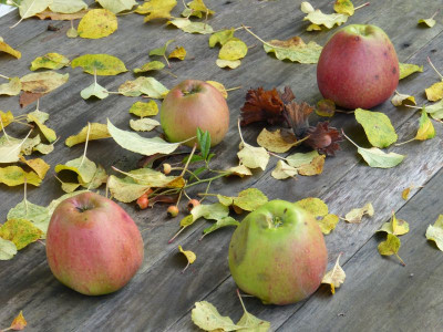 2015-10-18 Gartenimpressionen 6.jpg