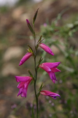Gladiole_-_LaGomera.JPG