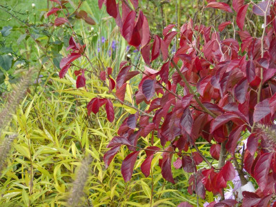 2015-10-18 Gartenimpressionen 8.jpg