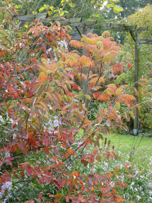 2015-10-18 Gartenimpressionen 9.jpg
