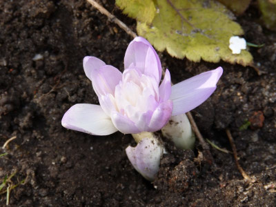2015-10-18 Colchicum 1.jpg