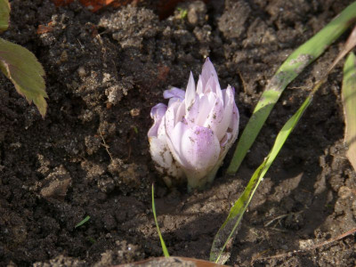 2015-10-18 Colchicum 2.jpg