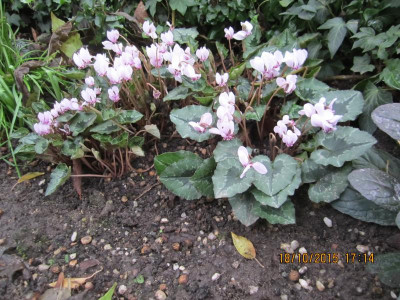 Cyclamen hederifolium.jpg